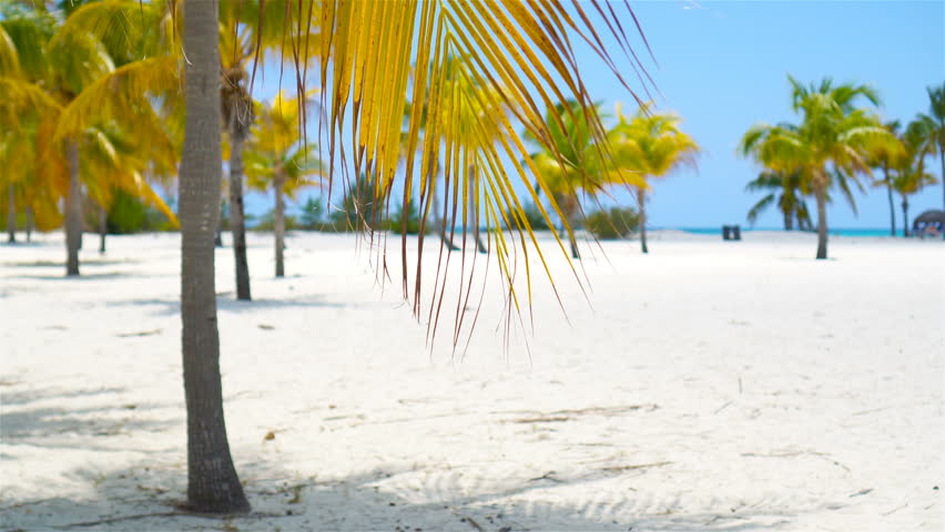 Palm trees on white sand beach. Playa Sirena. Cayo Largo. Cuba.