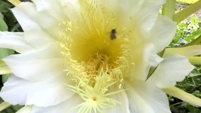 Flower bee swarm clips