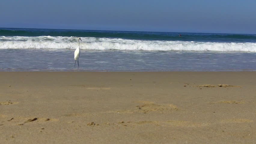 A great white egret stands in the surf then walks along the Pacific Ocean shore