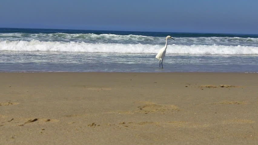 A great white egret walks on the shore of a Southern California beach as a