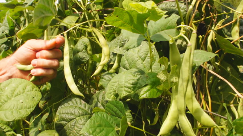 Farmer picking Pole Beans, Dolly shot, slow motion, 1/2 natural speed