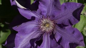 Purple spring flower in the garden close-up 4K 2160p 30fps UltraHD footage - Shallow DOF  Clematis Jackmanii Superba plant 3840X2160 UHD video