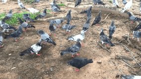 Pigeon clips