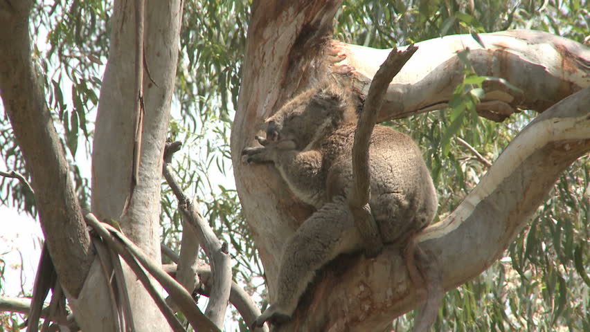 Australian Koala Bear sitting in a tree