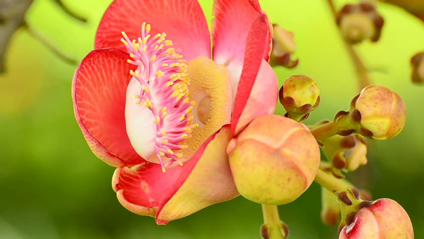 Cannonball Tree flower (Couroupita guianensis) over green background
