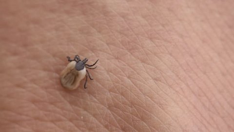 A small mite crawls along people skin