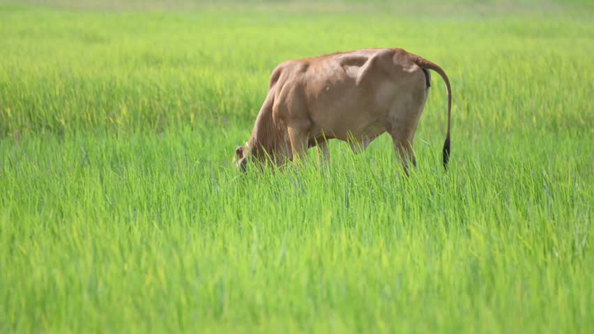 cow eating grass over rice crop in Thailand