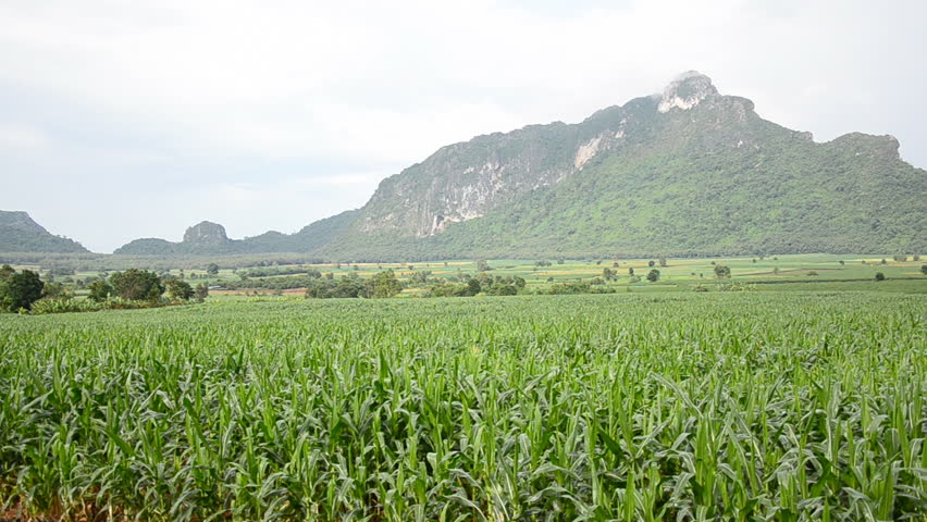 Green corn field with mountain by Zoom out short