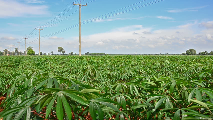 Cassava field and blue sky