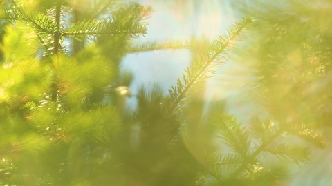 Beautiful bright green and blue colorful sunny nature background. Sun shines through defocused fresh green branches of pine Closeup bokeh of trees, sky with sunflares and sunlight Christmas background