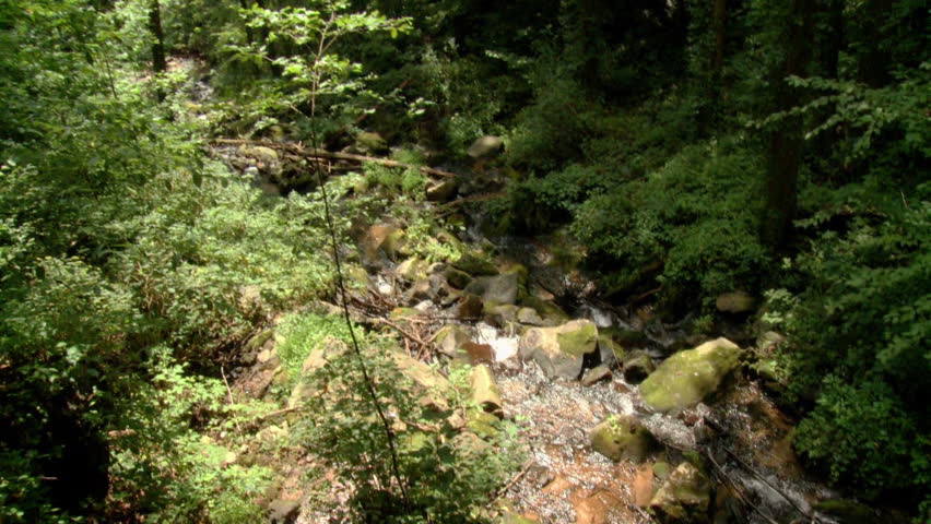 A cool mountain stream meanders through the lush forest in North Georgia.