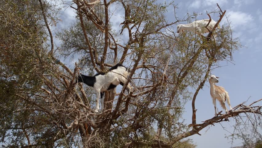 Tree climbing goats in Morocco