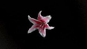 Pink lily flower exploding in super slow motion, shot with Phantom Flex 4K