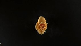 Yellow rose flower exploding in super slow motion, shot with Phantom Flex 4K