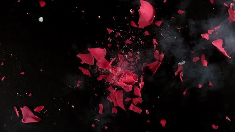 Red rose flower exploding in super slow motion, shot with Phantom Flex 4K