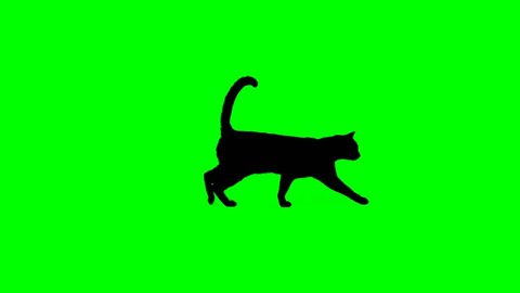 Cat silhouette walking on green screen Loop
