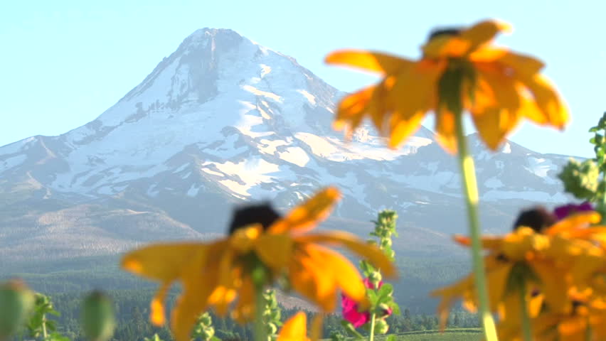 Rack focus on wildflowers to Mount Hood mountain with snow scenery.
