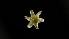 Yellow lily flower exploding in super slow motion, shot with Phantom Flex 4K