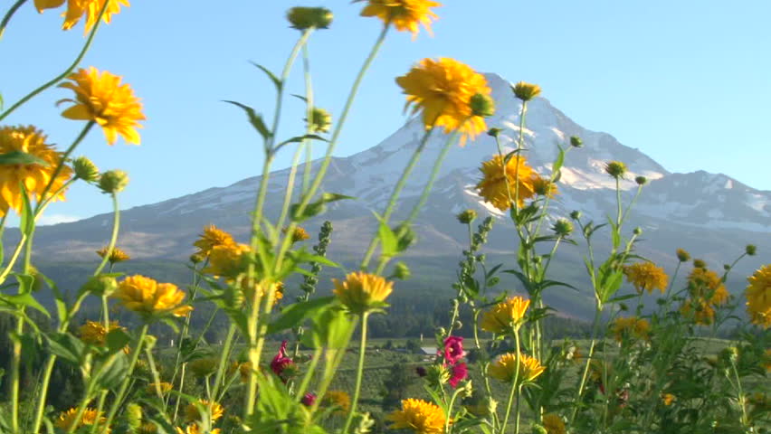 Wildflowers in the breeze with Mount Hood in the background.