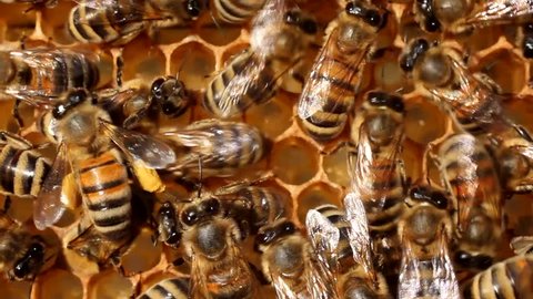 Bees fly continuously for nectar and pollen.
