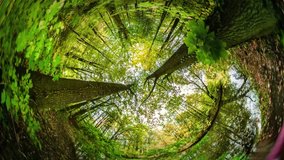 Spherical Panorama of Park and Small Swamp at Sunset, Video 360 Degree Rabbit Hole Planet 360 Degree, Timelapse. Walk in Forest, Ground and Trees' Bark Close Up, View Down Up. Searching For Something