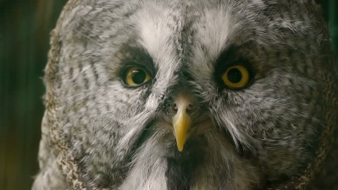 HD - Eagle-owl