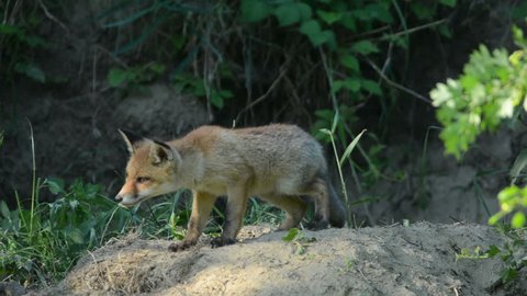 Young red fox 