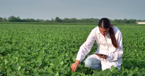 A plant specialist, checking the field soy, in a white coat makes a test analysis in a tablet, a background of greenery. Concept ecology, bio product, inspection, water, natural products, professional