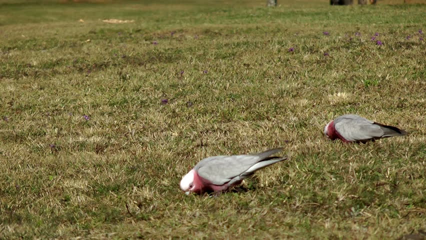 Australia - Cockatoos