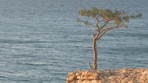 Boswellia tree (Frankincense tree) with turquoise sea water background at Socotra island