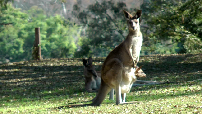Australia - Kangaroos