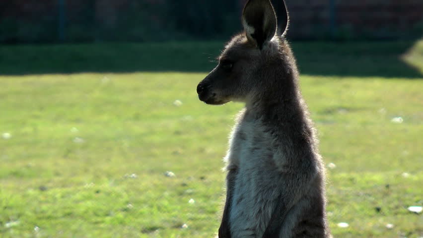 Australia - Kangaroos