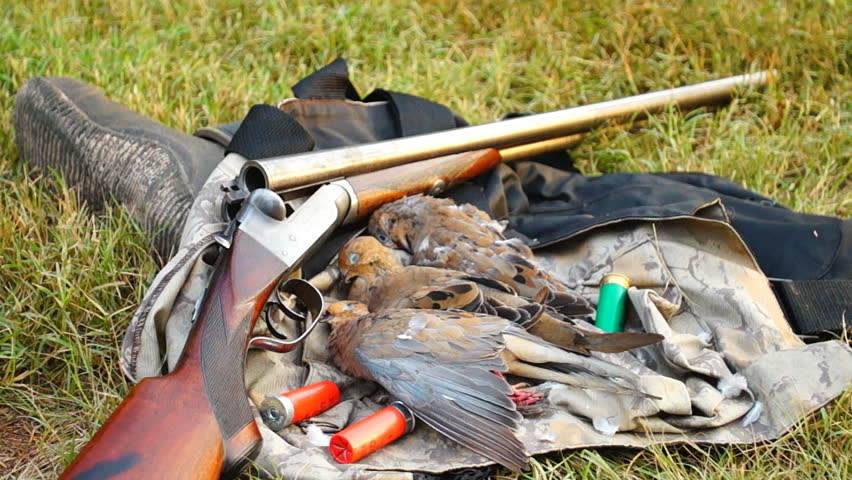 Dove Hunting with  fine shotguns, Dolly moves
