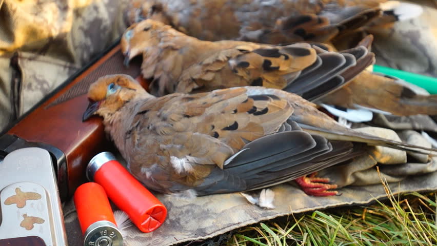 Dove Hunting With Fine Shotguns Stock Footage Video 100 Royalty Free 2758550 Shutterstock 7808