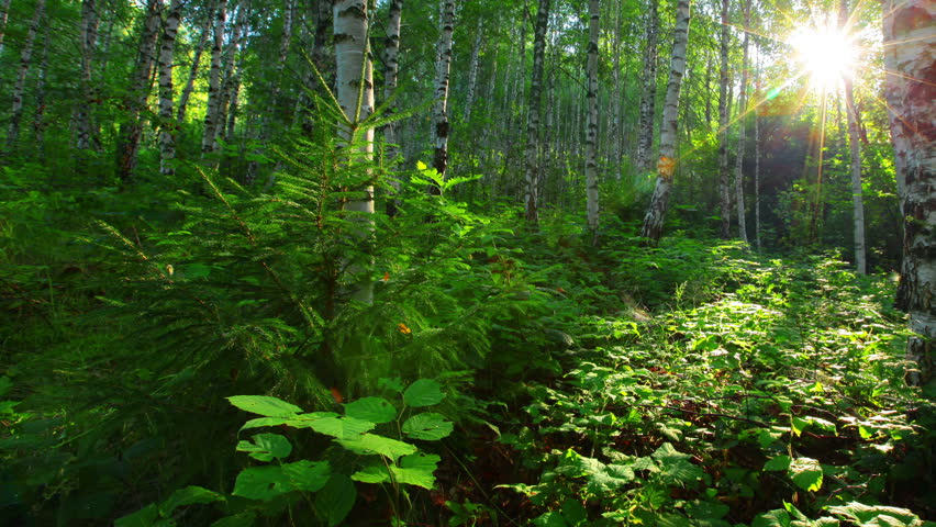 morning in a birch forest Royalty-Free Stock Footage #2759294