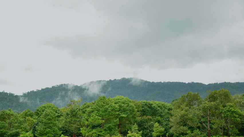 Time lapse of rain forest over wet season