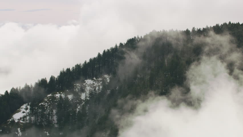 Aerial view of fog and trees in winter, Columbia River Gorge, Oregon