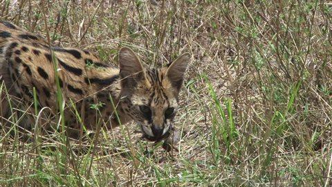 serval cat eating a rat in the grassland.