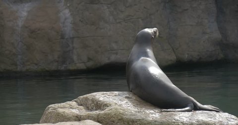 a Thick Sea Lion Lies on a Big Boulder in a Centre of a Pool. he Tries to Get Warm in a Beams of a Rising Sun. the Lion Turns on a Place, Loudly Growls and Hiccups.
