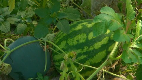 a water-melon green is in a hothouse