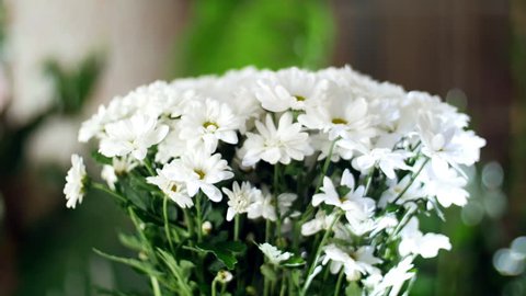 close-up, Flower bouquet in the rays of light, rotation, the floral composition consists of white Chrysanthemum Chamomile bacardi. In the background a lot of greenery