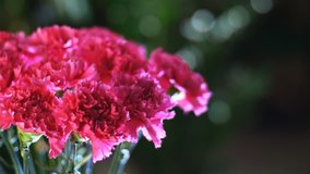 close-up, Flower bouquet in the rays of light, rotation, the floral composition consists of Bright pink turkish Carnation In the background a lot of greenery