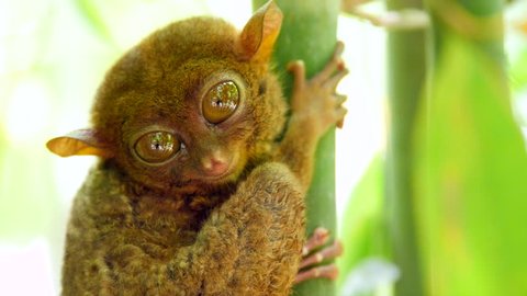 Tarsier monkey in its natural habitat in Bohol, Philippines. Close up shot, zoom in. 