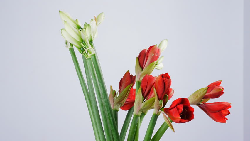 puma ferrari amaryllis