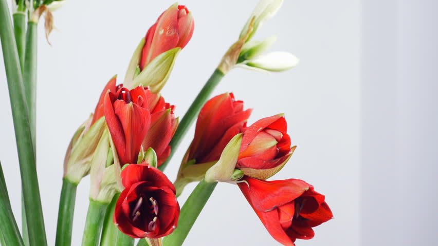 puma ferrari amaryllis