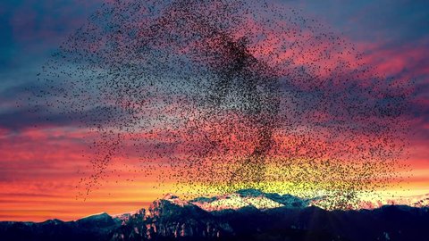 Flock Of Birds Swarming Against A Sunset Sky Over Mountains