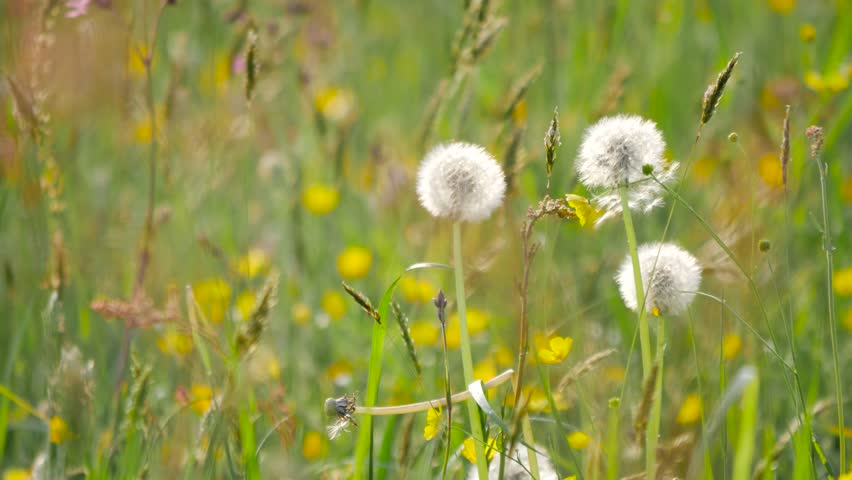 Green meadow in spring time. Beautiful day on the fresh meadow full of herbs and flowers.