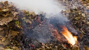 Timelapse video of a burning pile of leaves and twigs burning and coming back from the ashes in autumn in 4k 3840 pixels, 24fps
