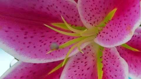 Closeup of lily, stargazer flower