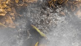 Timelapse video of a burning large green leaf rising from the ashes of a big pile of leaves and twigs in autumn in 4k 3840 pixels, 24fps